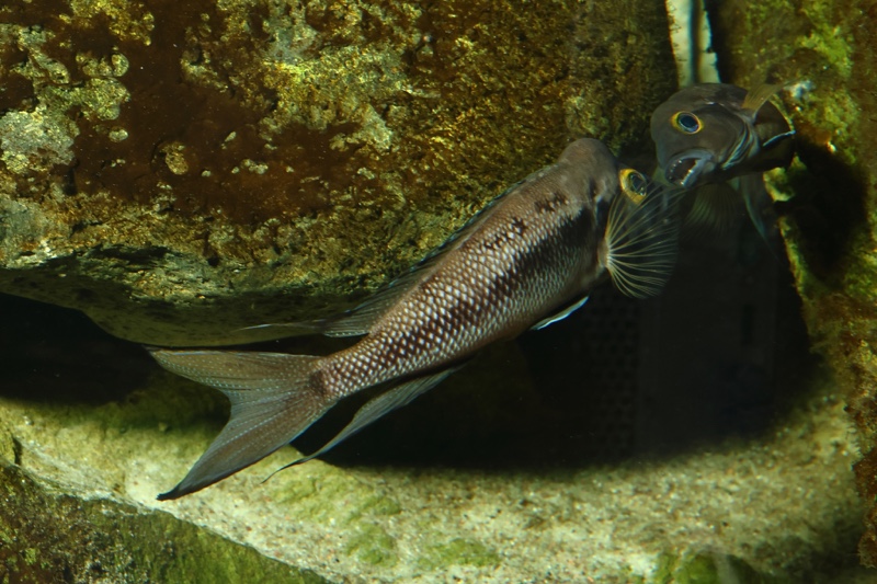 Neolamprologus furcifer 'Sibwesa'